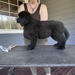 Boy 1 - Black male Newfoundland puppy in Bellingham, Washington from Salish Sea Newfoundlands