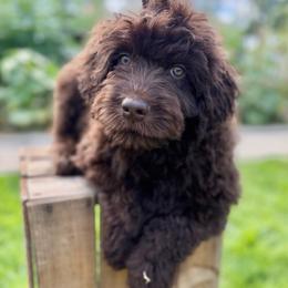 Teddy (Yellow collar) - Brown and white male Aussiedoodle puppy in Coulee City, Washington from Mr and Mrs Doodle Farm