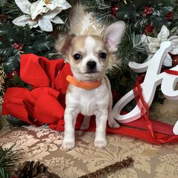 Orange - Sable spotted white male Chihuahua puppy in Isanti, Minnesota from Happy Little Chihuahuas