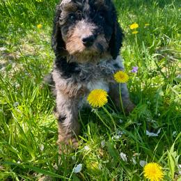 Thomas - Blue merle male Bernedoodle puppy in Spring Valley, Wisconsin from Filipiak Breeders