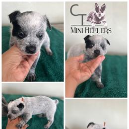 Orange-docked tail - Blue male Australian Cattle Dog puppy in Chelsea, Oklahoma from CT Mini Heelers
