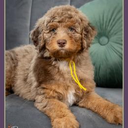 Buzz - Merle male Bernedoodle puppy in Connersville, Indiana from Deaz Doodle Ranch