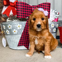 Minerva - Red  female Goldendoodle puppy in West Haven, Utah from Split Mountain Doodles