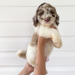 Bernedoodle, Bernese Mountain Dog, and Goldendoodle Puppies from Red Door Canines