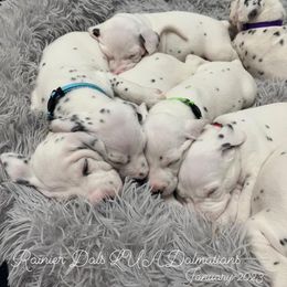 Dalmatian Puppies from Rainier DALS LUA Dalmatians of Washington