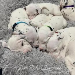 Dalmatian Puppies from Rainier DALS LUA Dalmatians of Washington