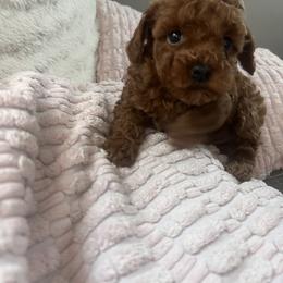 Girl 1 - Red  female Poodle puppy in Riverside, California from FreshestFrenchies
