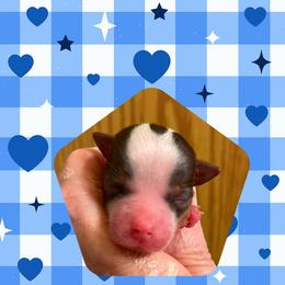Beau - Parti male Yorkshire Terrier puppy in Bonney Lake, Washington from Enchanted Yorkies