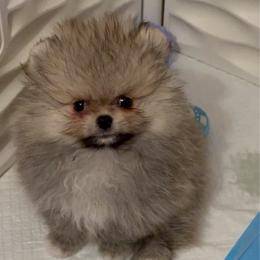 Toby - Cream sable male Pomeranian puppy in North Port, Florida from POMRITA POM’S