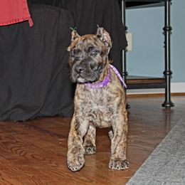 Girl 2 - Tiger Perro de Presa Canario puppy in Winfield, Missouri from Canarian Bull Kennel