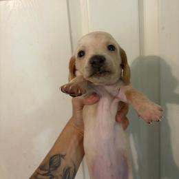 Buster - Dapple male Dachshund puppy in Conroe, Texas from Dots Dachshunds
