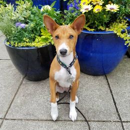 Basenjis from Saorsa Basenjis