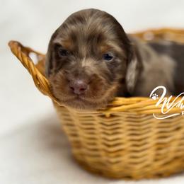 Dapple 2150 - Dapple male Dachshund puppy in Nashville, Arkansas from Whisenhunt Farms