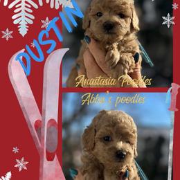 Dustin - Apricot male Poodle puppy in Oceanside, New York from Anastasia STANDARD Poodles three four seven seven five four two three four five