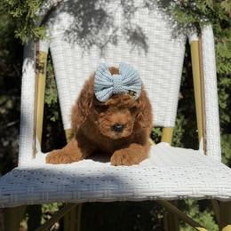 Boy 2 - male Goldendoodle puppy in Spokane, Washington from Dream Doodles in Spokane WA