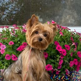 Ribbon - Yorkshire Terrier