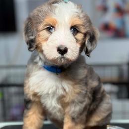 Enzo - Tri-color male Bernedoodle puppy in Yuciapa, California from AlltheDoodlez_