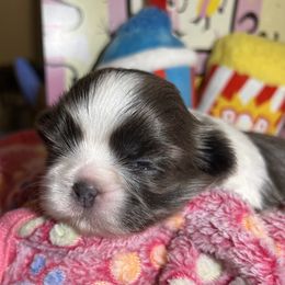 Shih Tzu Puppies from Lavender Lane Tzus