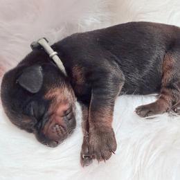 Grey Collar Male - Black and rust male Doberman Pinscher puppy in Madison, Indiana from Jensen Dobermans and Dachshunds