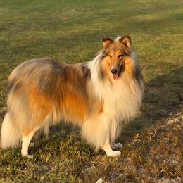Collie puppies from Colley Collies