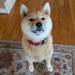 Suki - Shiba Inu