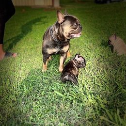 French Bulldogs from Fulshear Frenchies