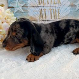 Tavon - Dapple male Dachshund puppy in Colbert, Oklahoma from Brooke Crenshaw