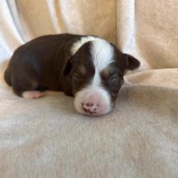 Teddy - White and red male Border Collie puppy in Mckinney, Texas from Border Collies of Ruidoso