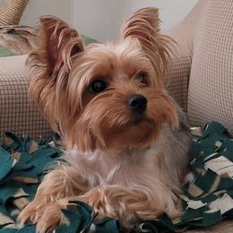 Silly - Yorkshire Terrier