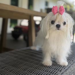 Maltese puppies from Natalias Tiny Puppies