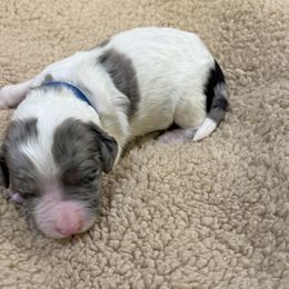 Blue collar boy - male Newfypoo puppy in Fairfield, California from Twin Sisters Doodles