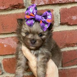 Meg - Chocolate and tan female Pomeranian puppy in Inola, Oklahoma from My Bella’s Pomeranians