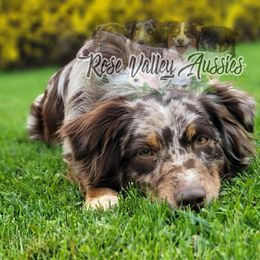 Mynx - Australian Shepherd