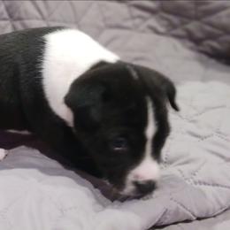Black Boy 1 - Black and white male Basenji puppy in Tuttle, Oklahoma from Steadfast Farm (SFF)
