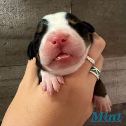 Mint boy - Black, white and red male Greater Swiss Mountain Dog puppy in Hockessin, Delaware from Simply Swissies