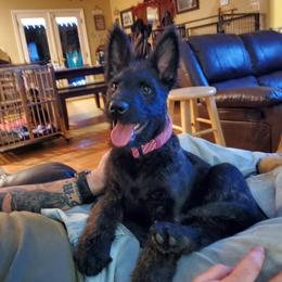 Dutch Shepherd Puppies from Vandalia Kennel Dutch Shepherds
