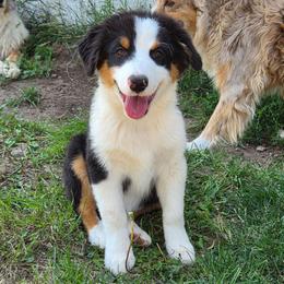 Cheese (Yellow) - Black tri-color male Australian Shepherd puppy in Vona, Colorado from Dyna Aussies
