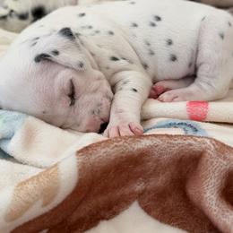 Penny - White and black female Dalmatian puppy in Mesa, Arizona from Lauren's Dalmatians
