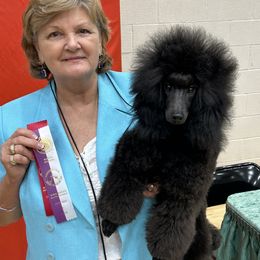 Leo - Poodle
