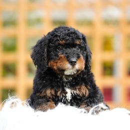 Tundra - Phantom female Bernedoodle puppy in Spokane, Washington from Lilac City Doodles