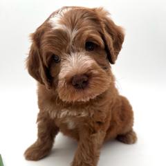 Cash - Red male Australian Labradoodle puppy in Denton, Texas from Dignity Labradoodles