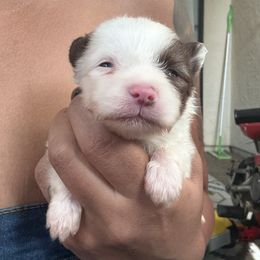 Bean - Tri-color male Pomsky puppy in Sacramento, California from Miranda's Huskies
