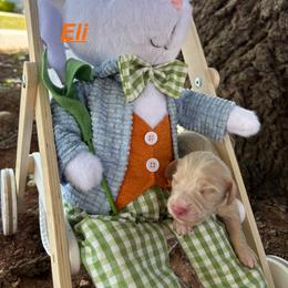 Eli - Cream male Dachshund puppy in Wichita Falls, Texas from Long Dogs in The Falls