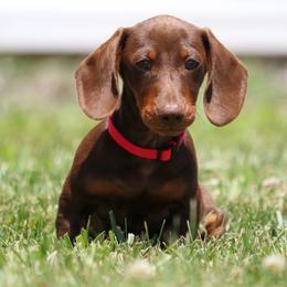 Cove (Mr. Head) - Chocolate and tan male Dachshund puppy in Red Bud, Illinois from Midwest Miniature Dachshunds
