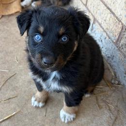 Gretchen - Black tri-color female Australian Shepherd puppy in Roff, Oklahoma from Circle J Aussies