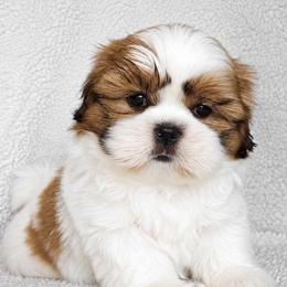 AKC Red & White Parti Male #2 - Red and white male Shih Tzu puppy in Las Vegas, Nevada from Beirin Breige Shih Tzus