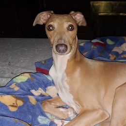 Italian Greyhounds from Paws by Tracy