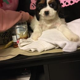 Cavalier King Charles Spaniel, Cavapoo, Maltipoo, and Poodle Puppies from Lainy's Puppies