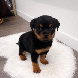 Spice - Black and mahogany female Rottweiler puppy in Denver, Colorado from DR