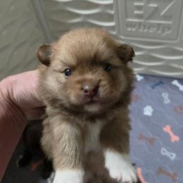 Boy 1 - Beaver male Pomeranian puppy in Maplefalls, Washington from Snow peak poms
